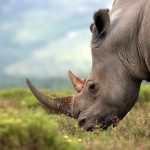 Leading African Conservancy to Raise Funds for Rhinos via Auction of Horn NFTs – News Bitcoin News