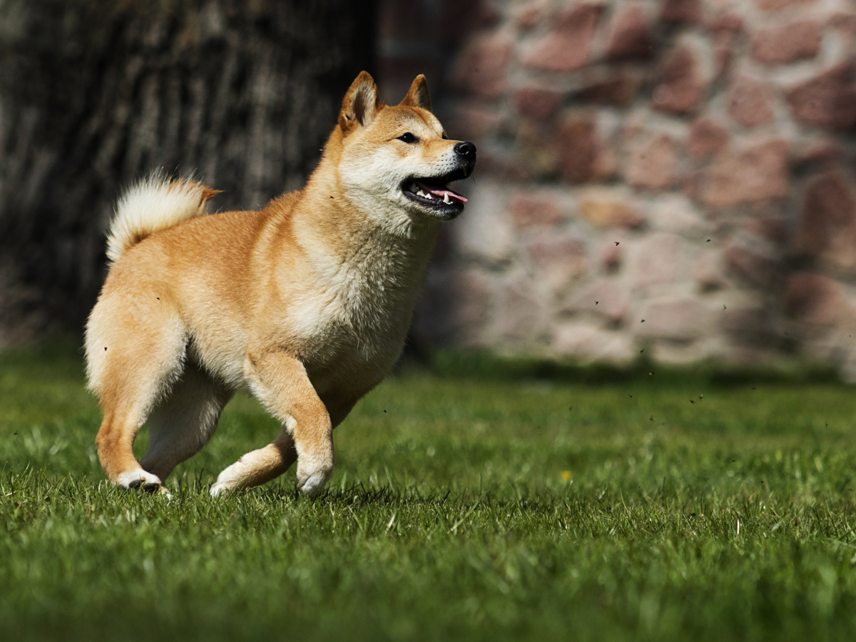 Shiba Inu Soars 18% as Bitcoin Reclaims ,000