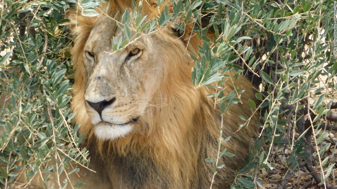 Meet Tanzania’s Lion Defenders: the hunters turned conservationists of the Barabaig tribe