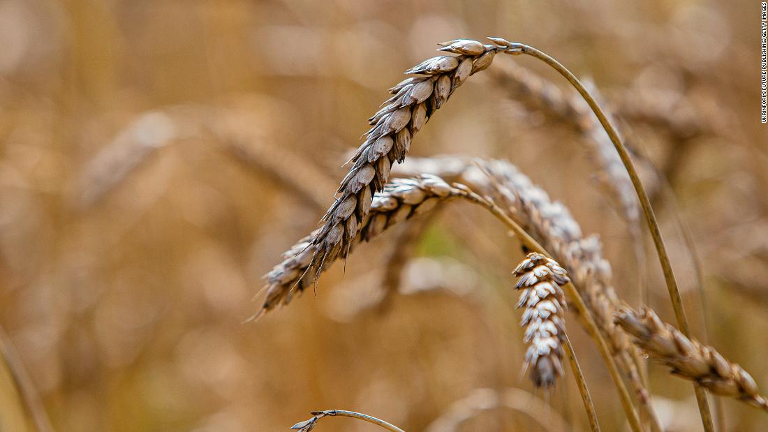 Opinion: The world is on the brink of a food shortage. Here’s what the US government and businesses can do to help