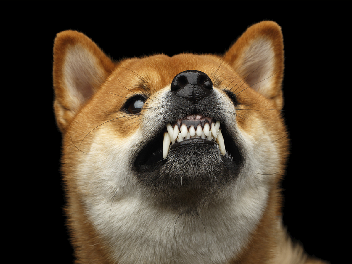 Shiba Inu Developer Issues Scam Warning