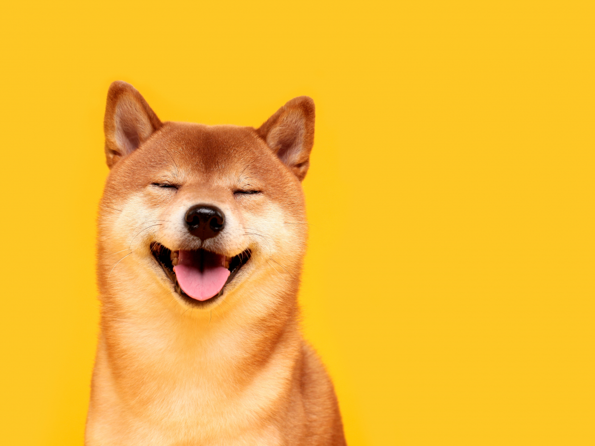 Shiba Inu Token Becomes One of Most Actively Purchased Token in Last 24 Hours