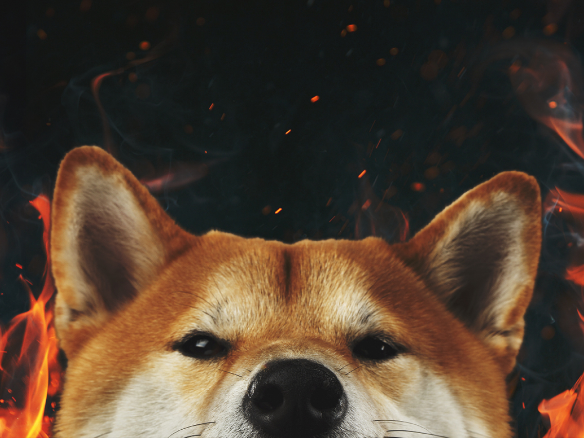 Here’s When Shiba Inu’s Burn Portal Will Start Rewarding Users