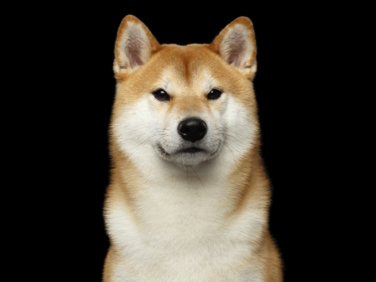 Shiba Inu Can Now Be Used to Purchase Land in SHIB’s Metaverse: Details