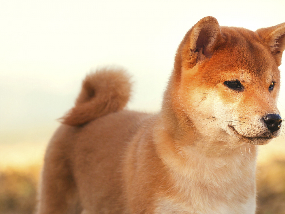 Shiba Inu Price Recovers from Lows, SHIB Daily Large Transactions Increase by 261%