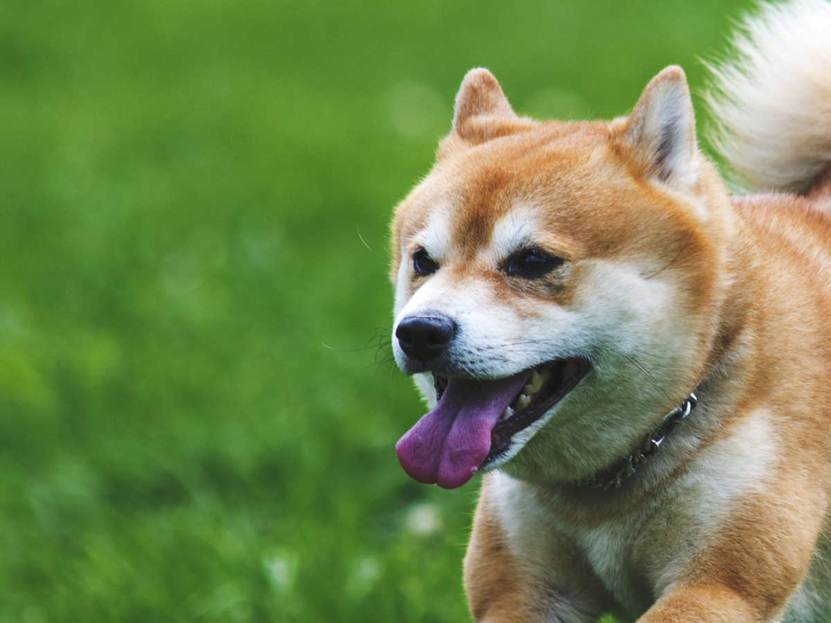 Shiba Inu Holders Keep Adding as Community Hits New Milestones