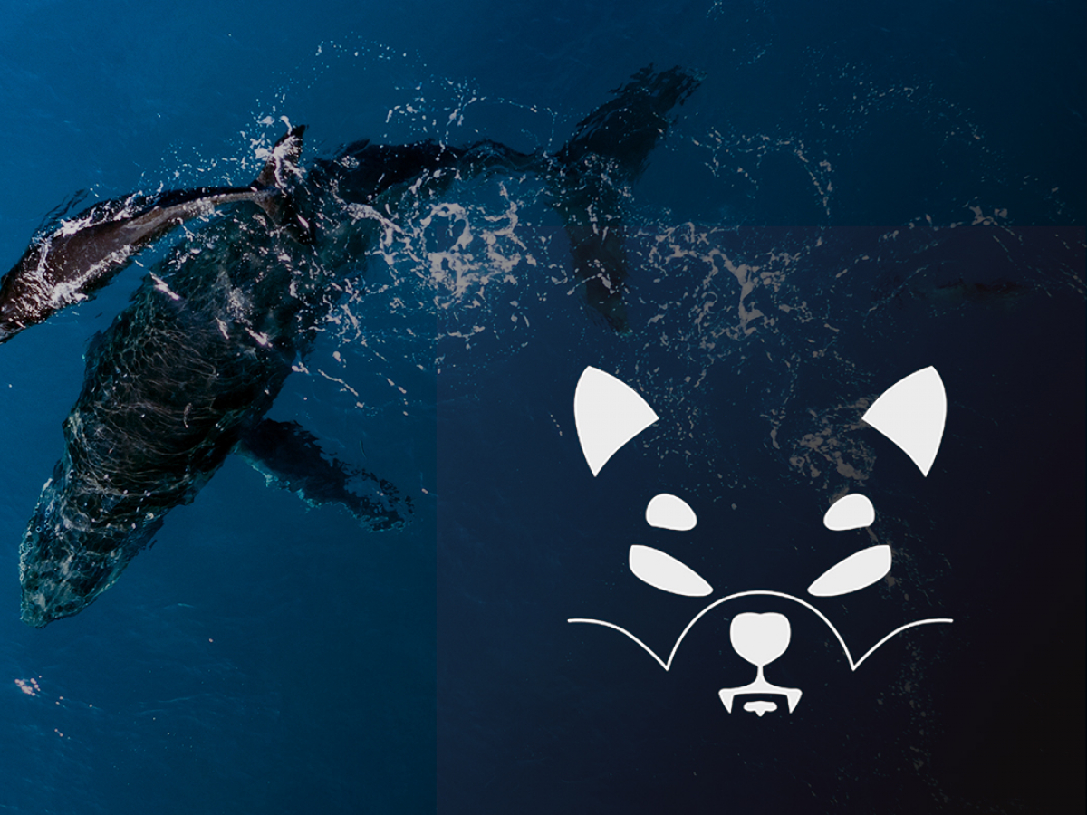 Shiba Inu Large Transactions Up by 122%, Owing to Surge in Whales’ Interest in SHIB