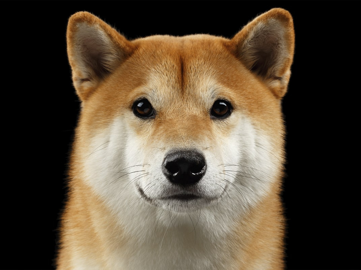 Shiba Inu (SHIB) Drops Below Dai Stablecoin