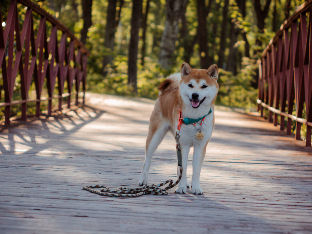 Shiba Inu Founder Deletes All Social Media Information