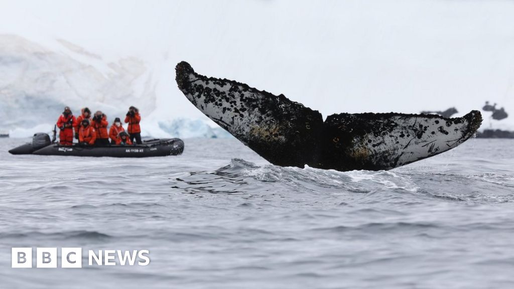 Name that whale! How AI aces animal spotting