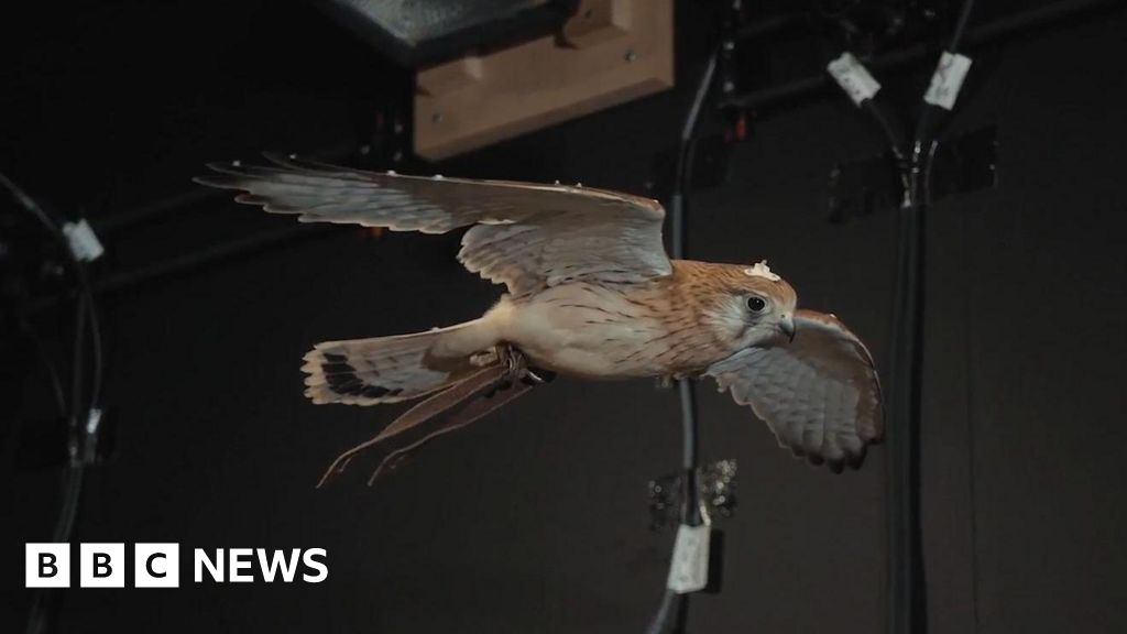 Secrets of hovering kestrels could help city drones